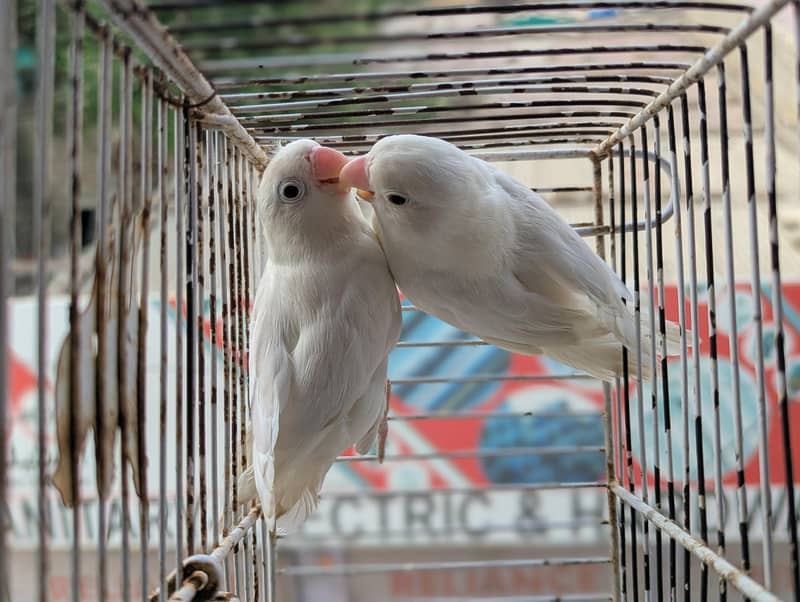 ALBINO SPLIT PAIR 4