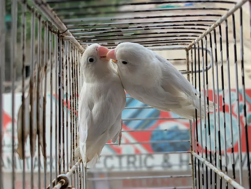 ALBINO SPLIT PAIR — photo 5
