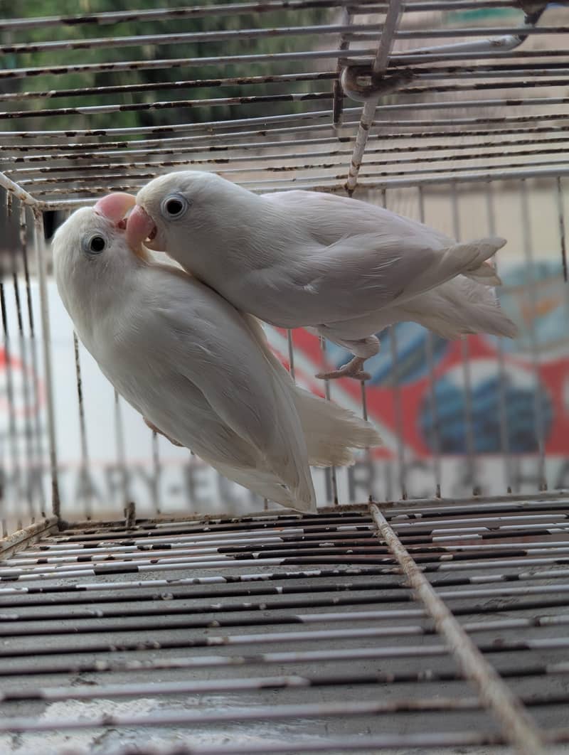 ALBINO SPLIT PAIR 5