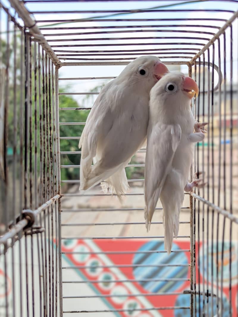 ALBINO SPLIT PAIR 6