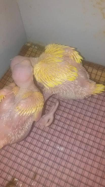 Yellow chicks 1