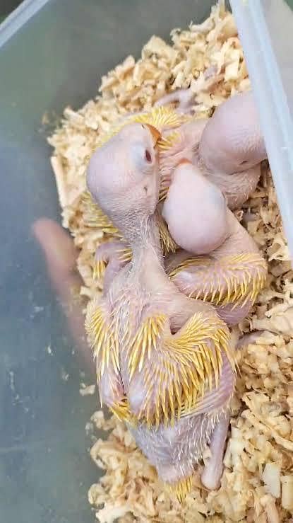 Yellow chicks 2