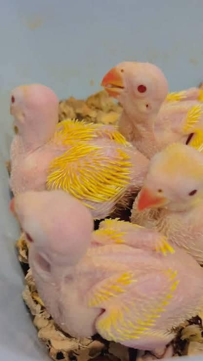 Yellow chicks 3