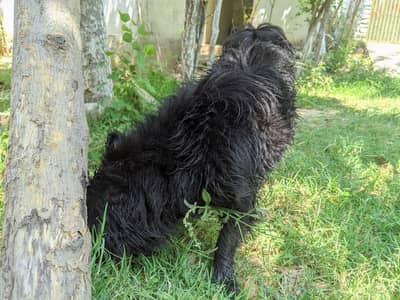 Healthy Black Female Puppy for Sale