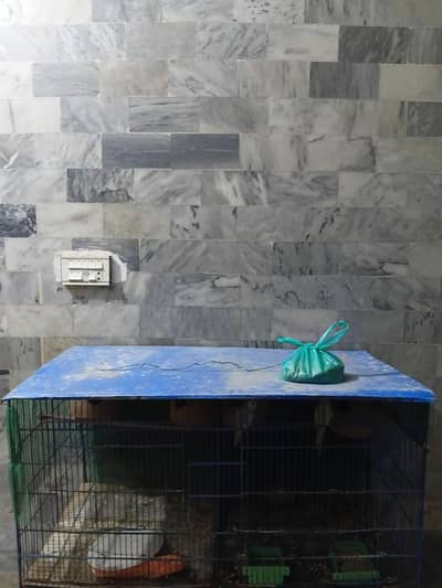 2 portion bird cage for sell