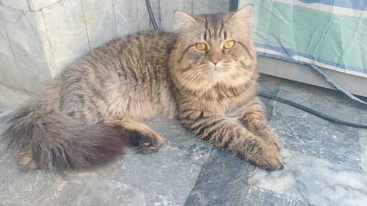 Persian tabby cat  for adoption