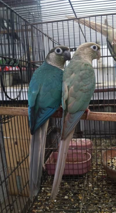 Blue turquoise male &  Blue cinnamon female with DNA pair. 03112121652