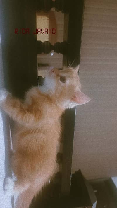 persian kitten