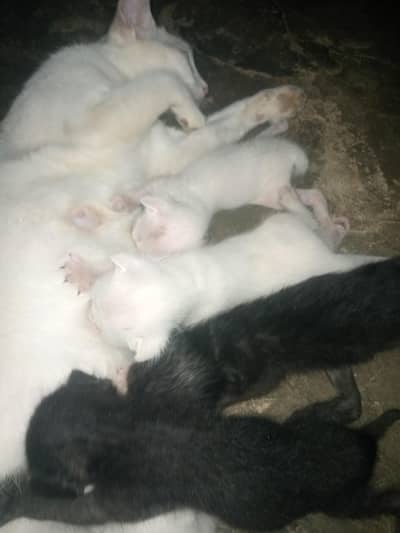 Catt baby