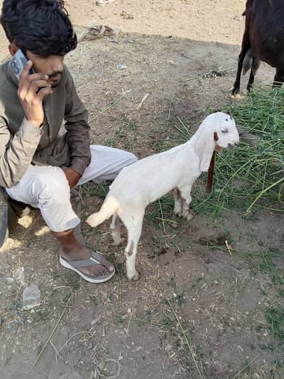 path for sale 3 month age