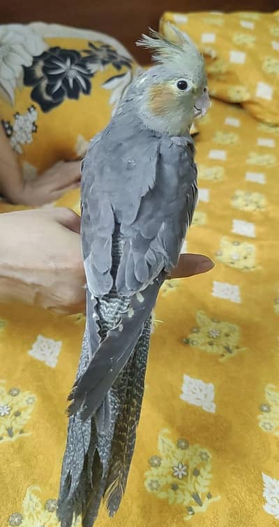 Hand Tamed Beatiful Cocktiel Bite free Fully Active Nail Tail All ok