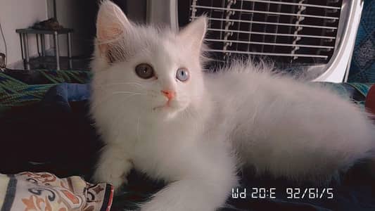white cat