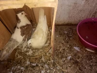 pigeon seal