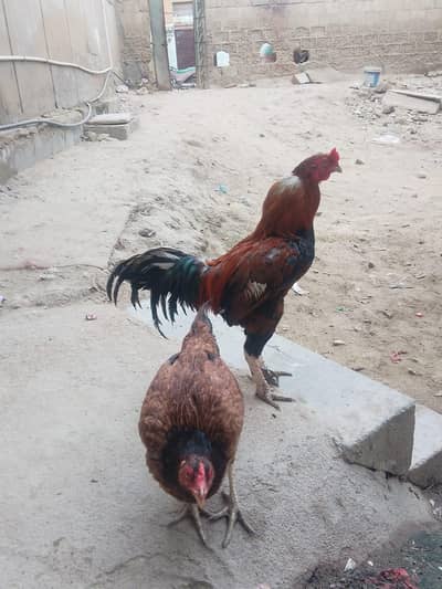 Pair Aseel