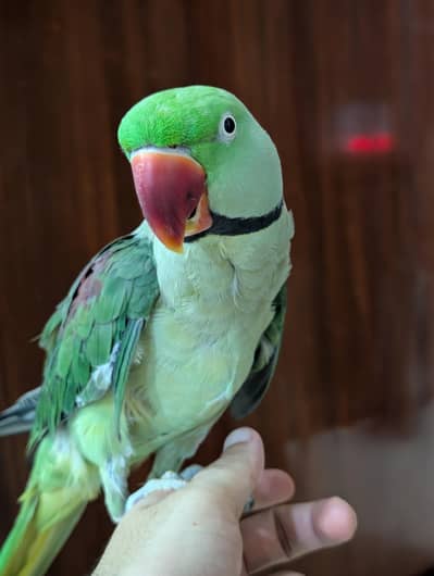 Hand Tamed Alexandrine Kashmiri Male Parrot For Sale
