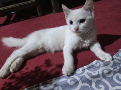 parsian cats