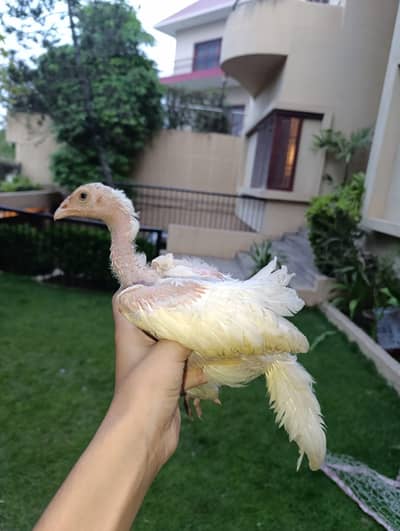 pure aseel heera chicks