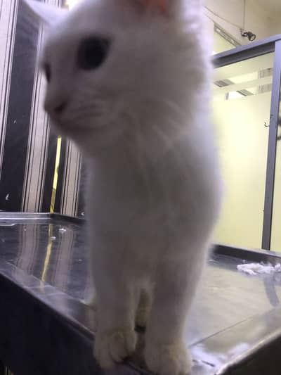 Persian kitten