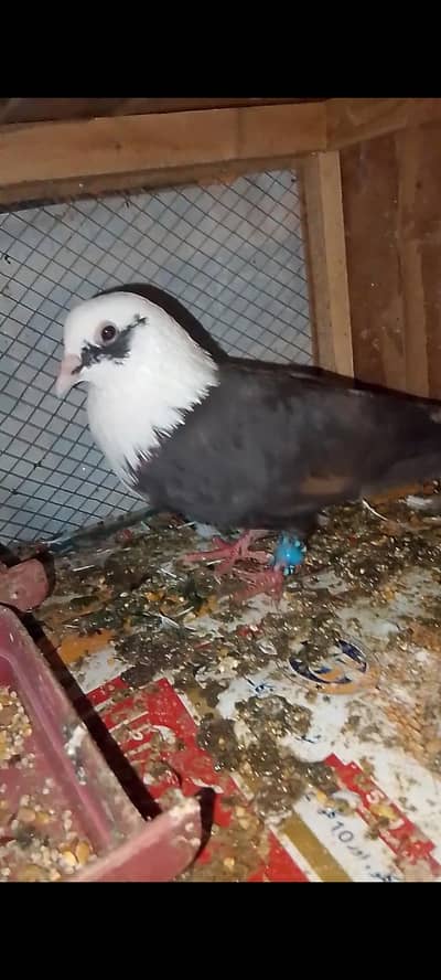healthy and active pigeon