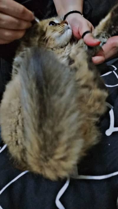 Russian cat tripple coat
