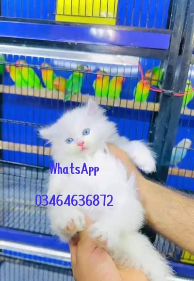 Persian cat 3 coated 5 phase vaccinated full active delivery all pak