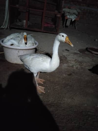 Beautiful ducks for sale. . . . in a very reasonable price