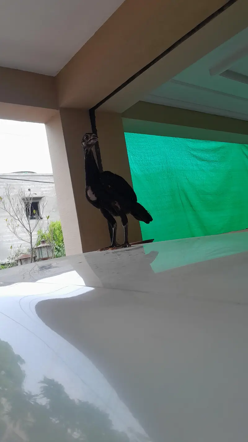 aseel chicks — photo 2