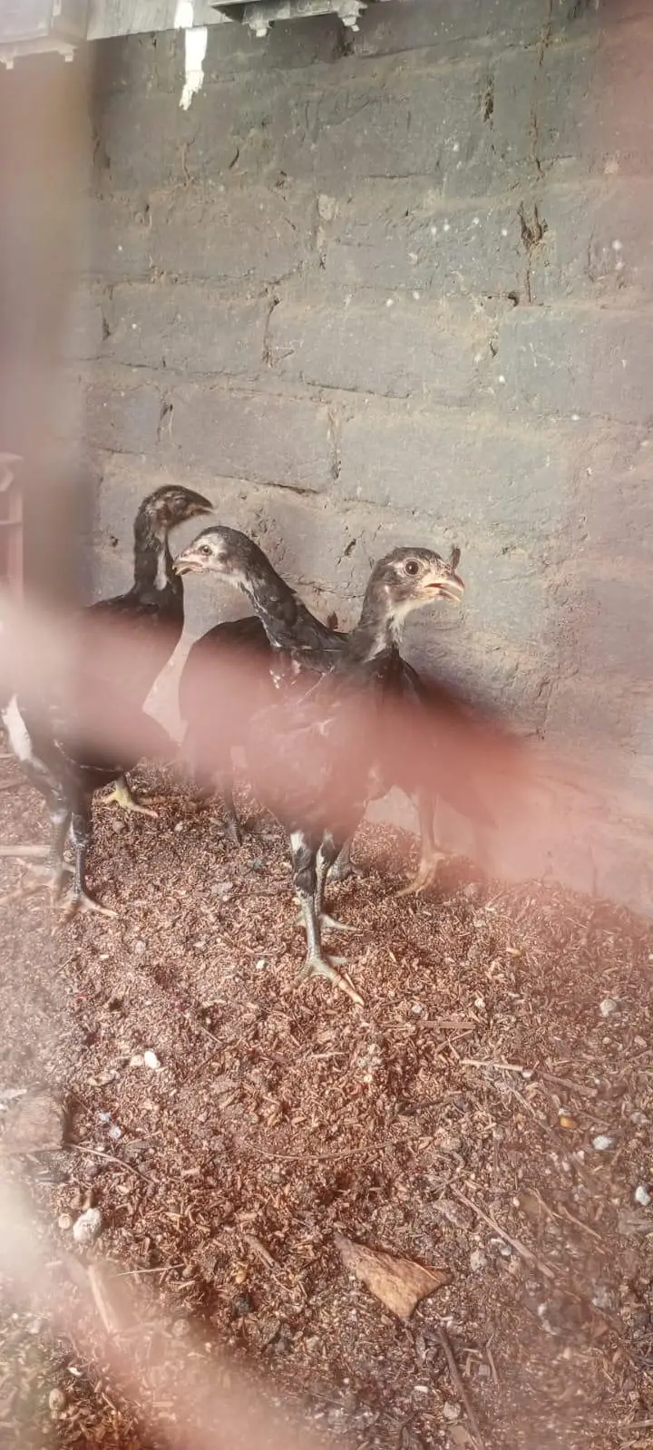 aseel chicks — photo 4