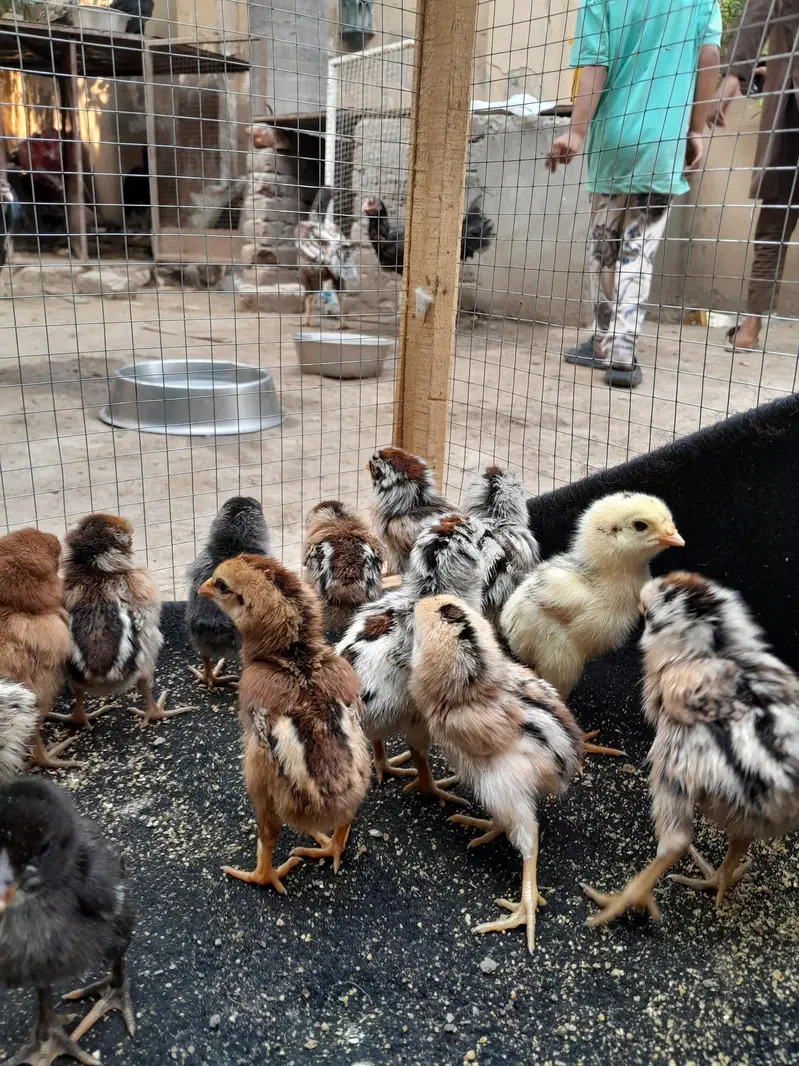 aseel chicks — photo 5