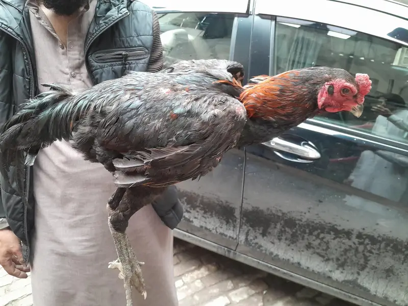 aseel chicks — photo 6
