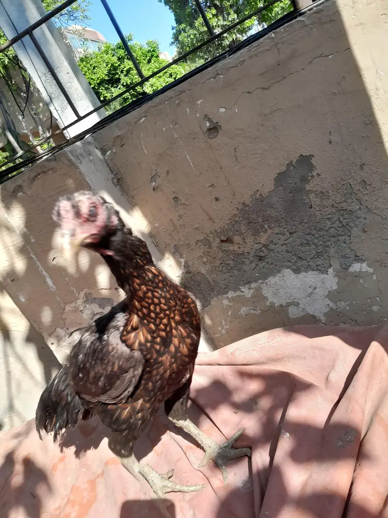 aseel chicks — photo 10