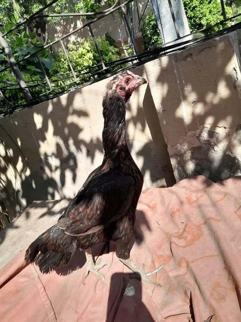 aseel chicks — photo 11