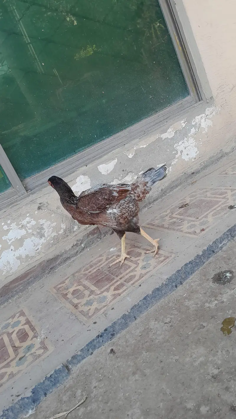 aseel chicks — photo 12