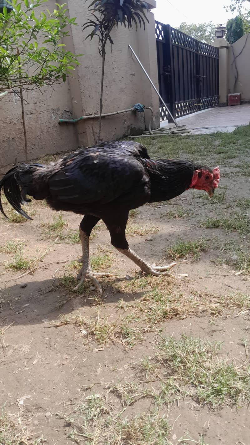 aseel chicks 14