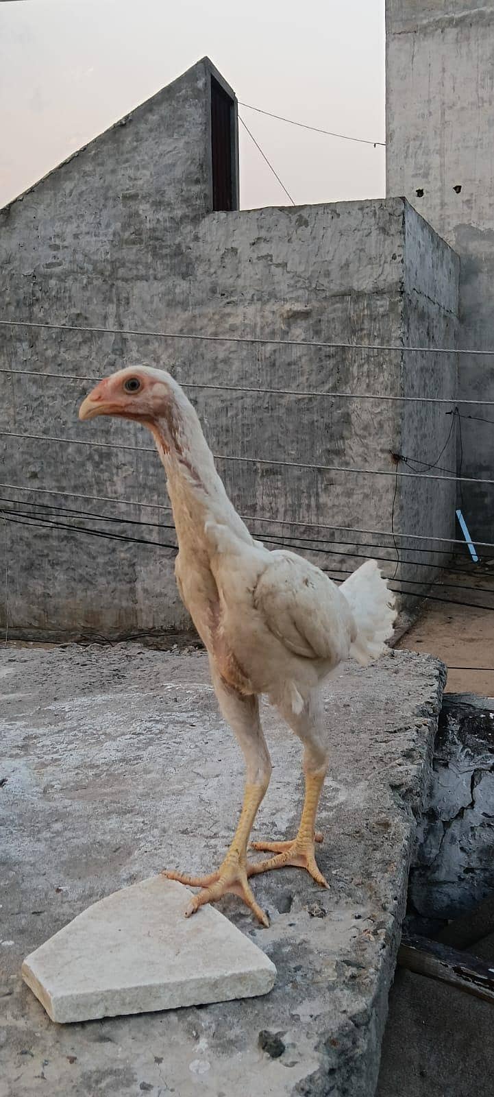 aseel chicks 16
