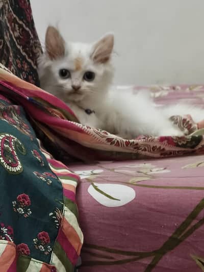 2.5 months cat Persian