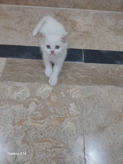 Persian cat