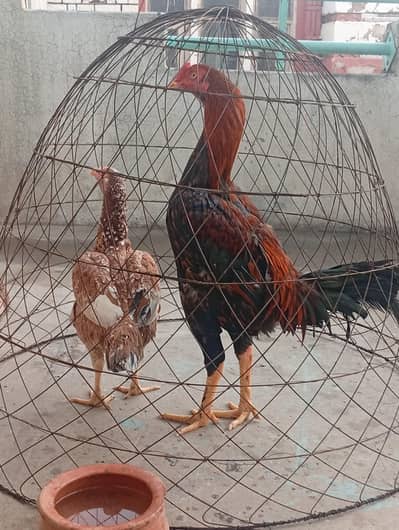 shamo +amroha
