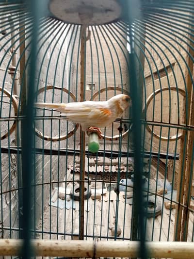 canary male full singing and breeder