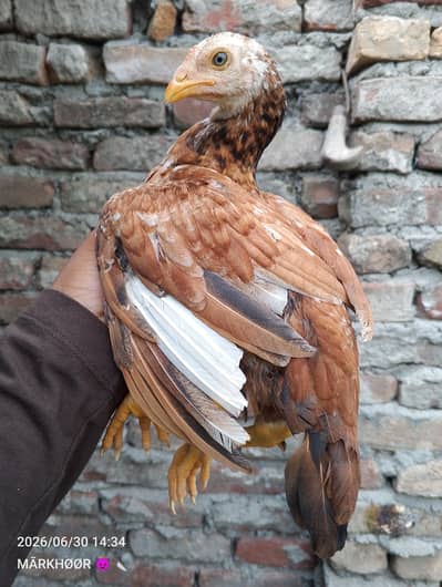 PEELA CHITPARA PATHA PEELA patha
