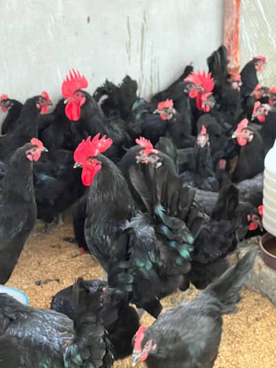 Australorp Chicks | Australop | Austrolorp | Austrolop | Egg Laying