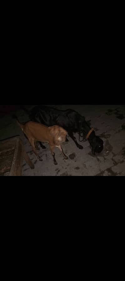 Bakri or path for sale