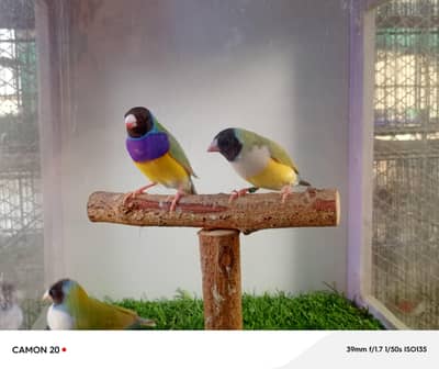 Bruno & Satin Gouldian & finches & Euro foster