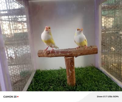 Bruno & Satin Gouldian & finches & Euro foster