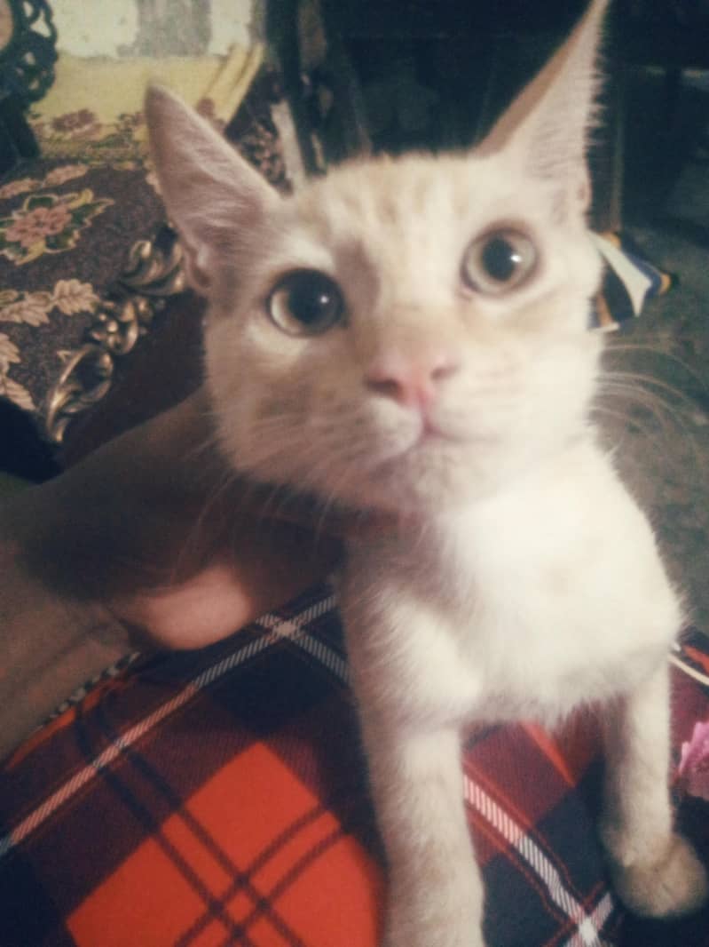 so cute 0