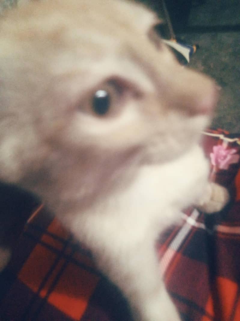 so cute 1