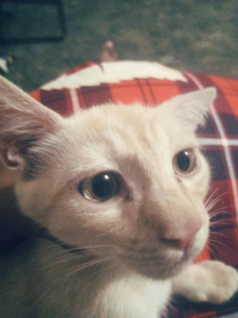 so cute 2