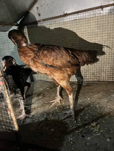 aseel hen with 2 chicks
