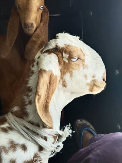 goat/male/female maa 2 dant or bacha/first sowa