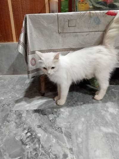 white persian 03254195266